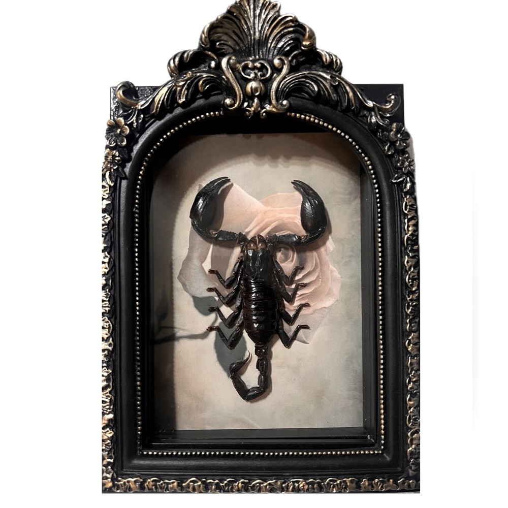 Gothic Handmade Oddity Black & Gold Framed Scorpion Specimen